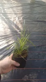 biala-trawa-pampasowa-sadzonki-w-donicy-cortaderia-trawa-ozdobna-white