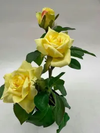 roslina-dekoracyjna-drzewko-krzak-rozy-w-doniczce-sztuczna-roza-zolta