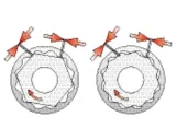 nasadka-dwunastokatna-yato-yt1286-1-2-cala-rozmiar-24-mm-crv50bv30-marka-yato