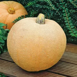 dynia-olbrzymia-melonowa-zolta-owoc-masa-okolo-25-kg-nasiona-warzyw