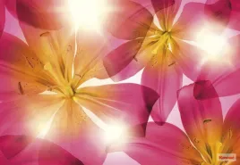 fototapeta-kwiaty-8-928-summer-sun