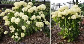 podpora-21cm-50szt-ring-do-podtrzymywania-kwiatow-krzewow-roslin-obejmy