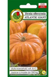 dynia-olbrzymia-atlantic-gigant-nasiona-3g-owoce-do-300-kg
