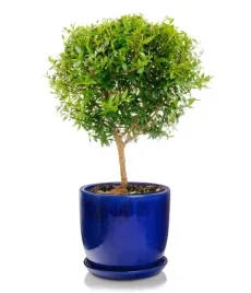 ceramiczna-doniczka-z-podstawkiem-23cm-niebieska