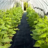 agrowloknina-agrotkanina-16-x-50m-uv-90g-na-chwasty-solidna-czarna-mata-dlugosc-dluzszy-bok-5000-cm