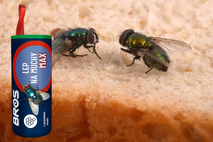 lep-okragly-max-przeciwko-muchom-bros-rodzaj-lep
