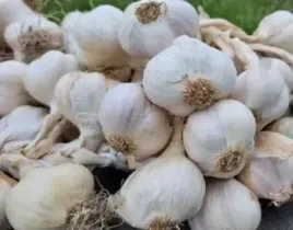 czosnek-jary-jarus-wiosenny-500g-polski-od-rolnika