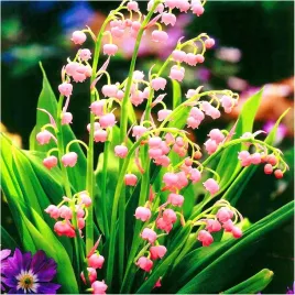 konwalia-majowa-rozowa-majalis-konwalie-sadzonki-sadzonka-1-szt-zdrowa