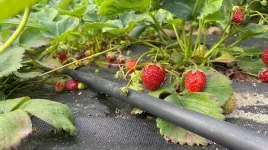 linia-kroplujaca-nawadnianie-kropelkowe-waz-pocacy-kropelkowy-100m