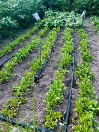 linia-kroplujaca-system-nawadnianie-50m-waz-kropelkujacy-ogrodowy-mocny