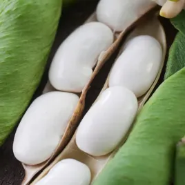 fasola-karo-na-suche-nasiona-pozna-nasiona-warzyw-fasoli