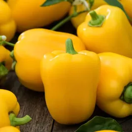 papryka-slodka-oliwia-wczesna-zolta-nasiona-warzyw-papryki