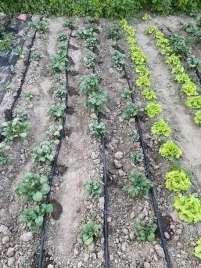 linia-kroplujaca-nawadnianie-kropelkowe-waz-pocacy-kroplujacy-100-mb