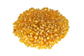 kukurydza-pekajaca-ziarna-na-popcorn-25kg-ziarno