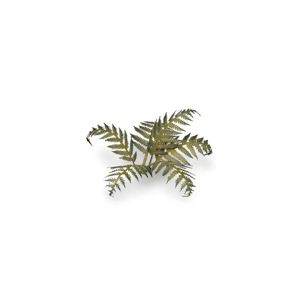 gamers-grass-laser-plants-bracken-paproc-marka-gamersgrass