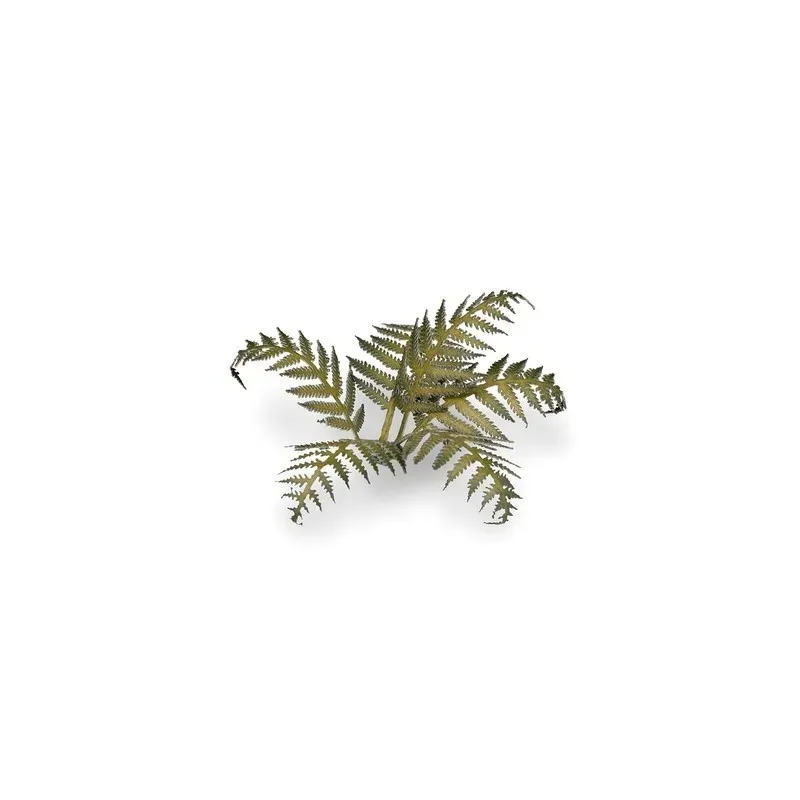 gamers-grass-laser-plants-bracken-paproc-stan-nowy