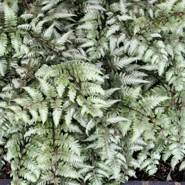 paproc-ogrodowa-ursula-s-red-1-szt-sadzonka-sadzonka-dwukolorowa