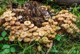 fast-rot-preparat-do-rozkladu-pni-i-korzeni-drzew