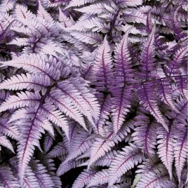 paproc-ogrodowa-burgundy-lace-1-szt-sadzonka-paproc-fioletowa