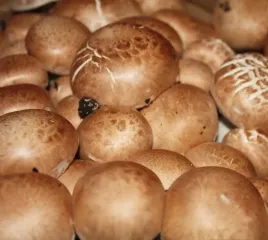 grzybnia-pieczarka-brazowa-10-kg
