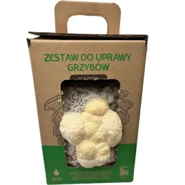 soplowka-jezowata-mushrooms-grow-kit-grzybnia