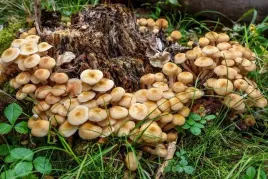 fast-rot-grzybnia-do-rozkladu-pni-i-korzeni-drzew