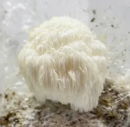 soplowka-jezowata-mushrooms-grow-kit-grzybnia