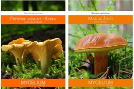 kurka-maslak-zolty-zestaw-2-grzybni