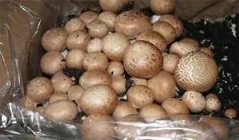pieczarka-brazowa-15l-mushrooms-grow-kit-gotowy-zestaw