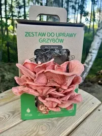 boczniak-rozowy-mushrooms-grow-kit-gotowy-zestaw
