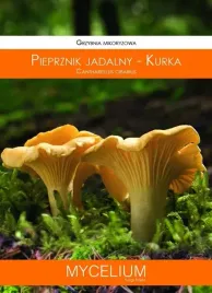kurka-maslak-zolty-zestaw-2-grzybni