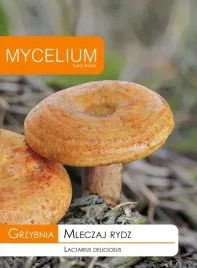 grzybnia-grzyby-lesne-mleczaj-rydz-kurka
