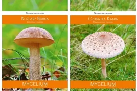 kozlarz-babka-czubajka-kania-pakiet-2-sztuk-grzybni