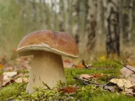zywa-grzybnia-iglaste-borowik-maslak-rydz-kurka