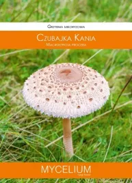 kozlarz-babka-czubajka-kania-pakiet-2-sztuk-grzybni