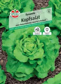 salata-glowiasta-dynamite-nasiona-premium-sperli