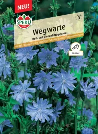 cykoria-podroznik-wegwarte-nasiona-premium-sperli