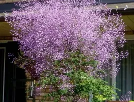 rutewka-delavaya-rozowa-mgielka-w-ogrodzie