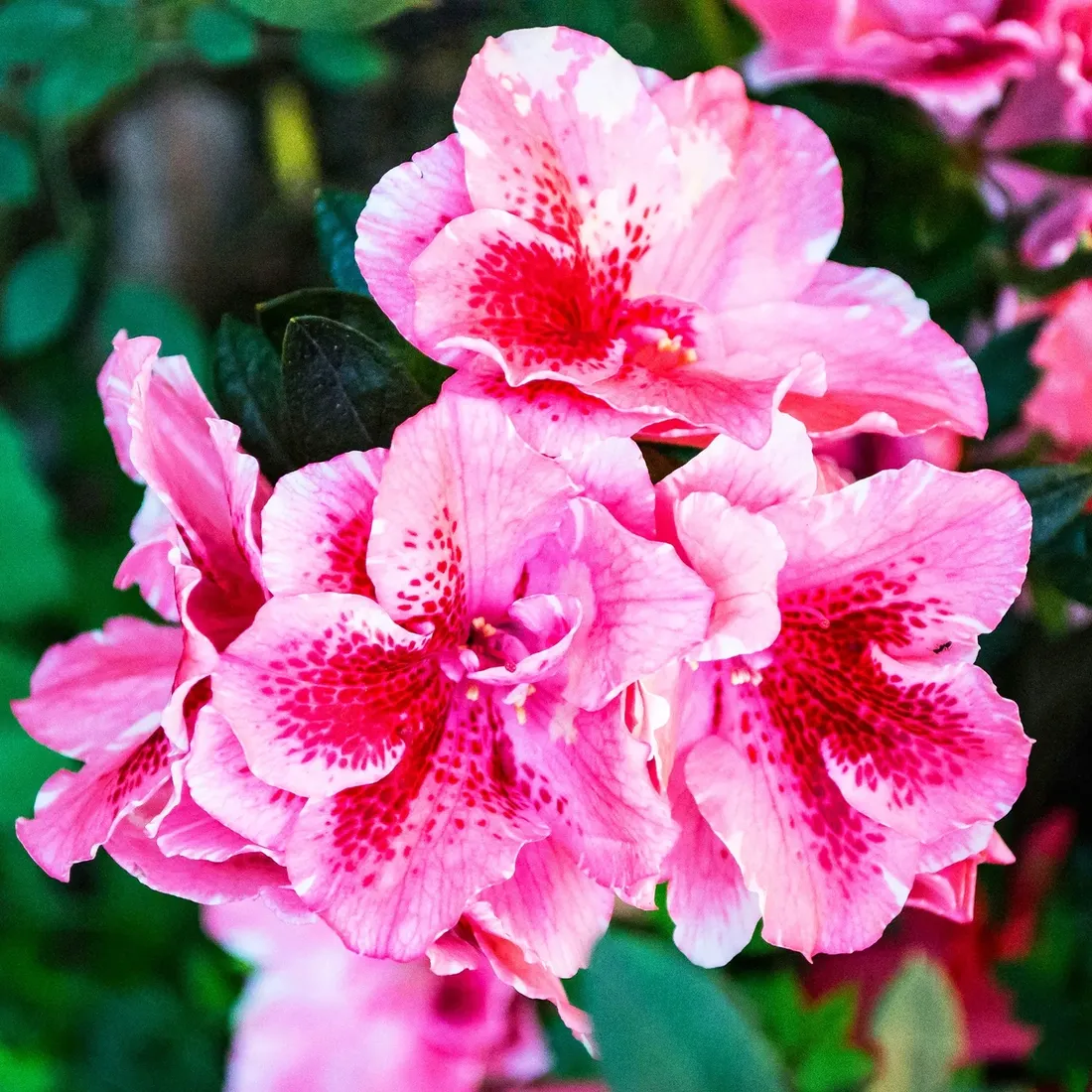 balsam-po-opalaniu-z-hibiskusem-daiquiri-dream-brown-sugar-after-dark-530ml-stan-nowy