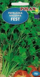 pietrszka-naciowa-fest-nasiona-pietruszki