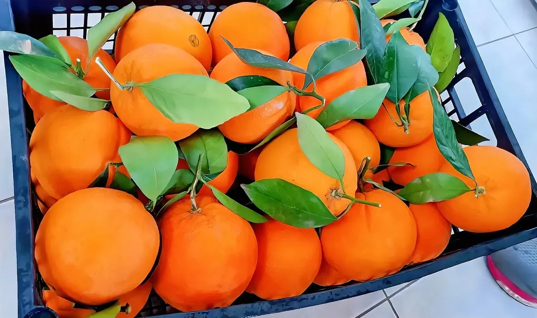 pomarancze-1-kg