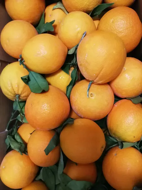 pomarancze-1-kg-cechy-dodatkowe-weganskie-wegetarianskie