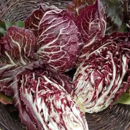 cykoria-palla-rossa3-5g-l