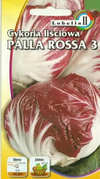 cykoria-palla-rossa3-5g-l-styl-ogrod-japonski-ogrod-nowoczesny-ogrod-skalny-ogrod-srodziemnomorski-ogrod-wiejski
