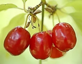 deren-jadalny-korallowyj-marka-odmiana-deserowa