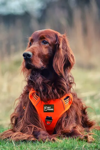 szelki-dla-psabasset-dalmatynczyk-mocne-rozm-m-nazwa-handlowa-regulowane-szelki-dla-psa-bezuciskowe-guard-easy-walk-spaniel-buldog-francuski-szpic-beagle