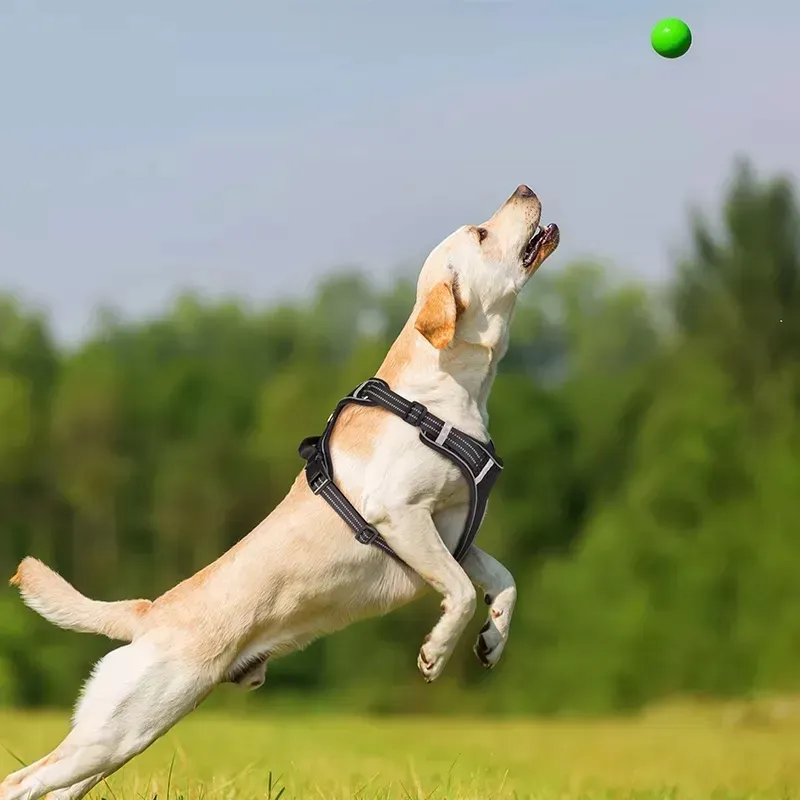 szelki-dla-psa-labrador-golden-l-stan-nowy