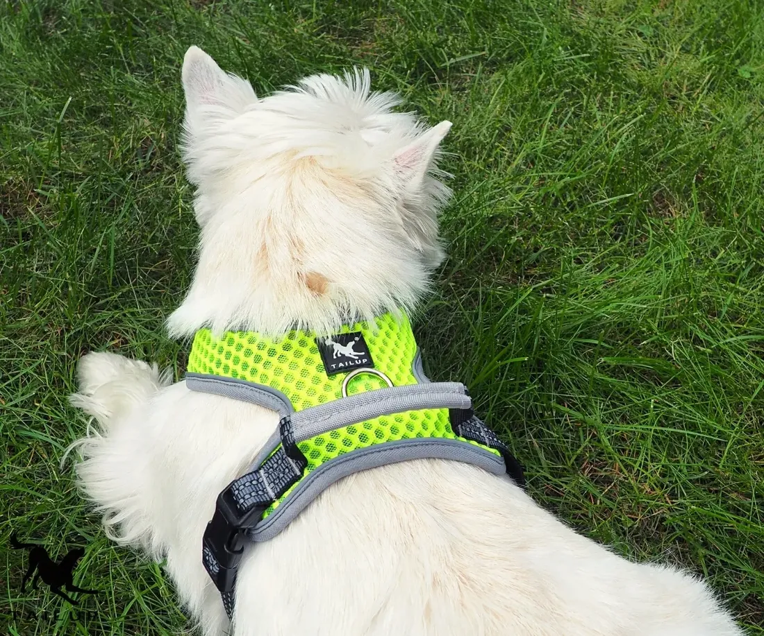 szelki-dla-psa-mocne-regulowane-bokserl-stan-nowy