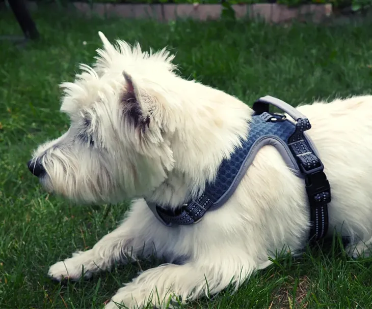 szelki-dla-psa-do-samochodubuldog-francuskim-cechy-dodatkowe-elementy-odblaskowe