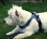 szelki-dla-psa-do-samochodubuldog-francuskim-cechy-dodatkowe-elementy-odblaskowe